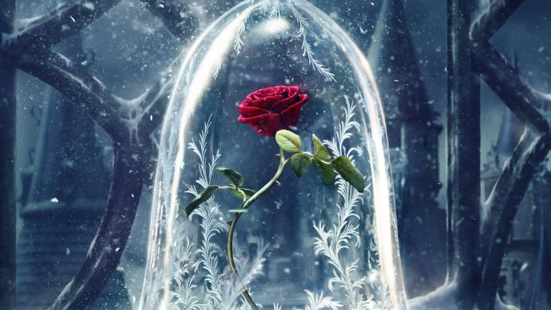 Beauty and the Beast, rose, red, best movies (horizontal)