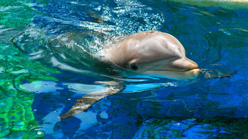 Dolphin, Yerevan Dolphinarium, Armenia, Waves, Water, pool, tourism, diving, blue (horizontal)