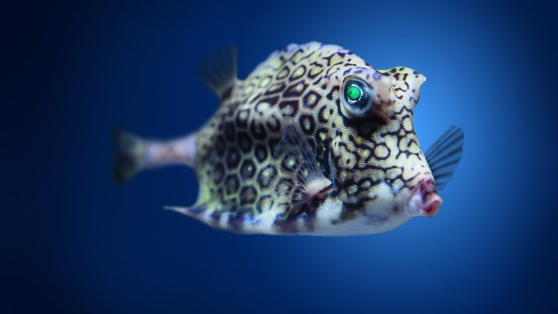 Boxfish, cowfish, Atlantic, Indian, Pacific, ocean, underwater, fish, blue water, diving, tourism, World's best diving sites (horizontal)