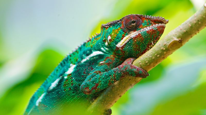 Chameleon, look, Colorful (horizontal)