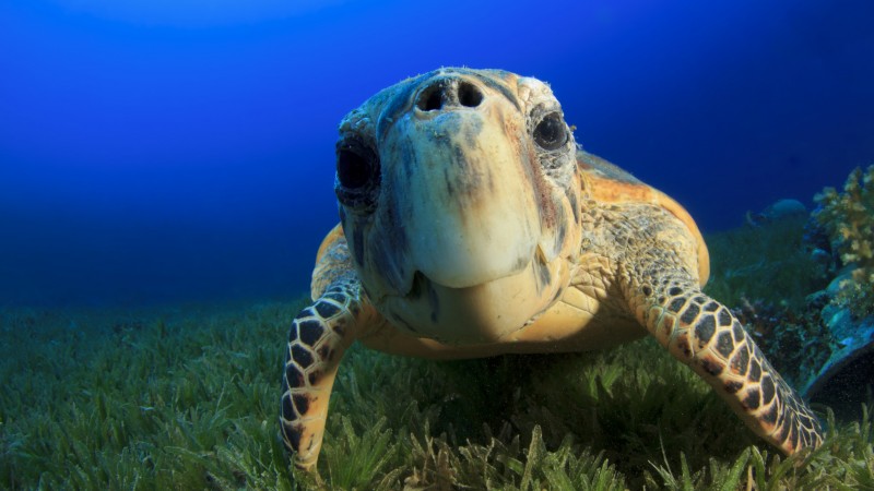 Hawksbill Sea Turtle, Bahamas, Atlantic, Pacific, Indian, Ocean, sealife, underwater, funny, diving, tourism, blue, World's best diving sites (horizontal)