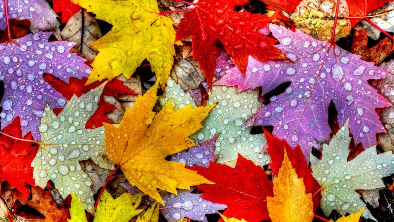 Leaves, 5k, 4k wallpaper, drops, rain, autumn (horizontal)