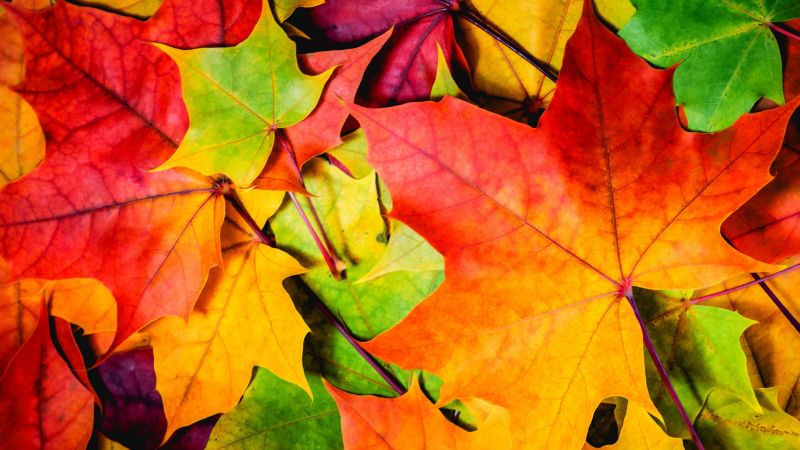 Leaves, 5k, 4k wallpaper, 8k, colorful, autumn (horizontal)