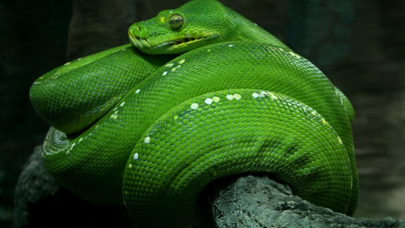 Python, Singapore, 4k, HD wallpaper, zoo, Emerald, Green, snake, eyes, close-up, tourism (horizontal)