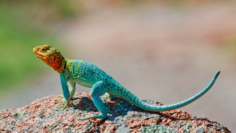Crotaphytus collaris, Mexico, Lizard, colorful, stone, nature, tourism (horizontal)