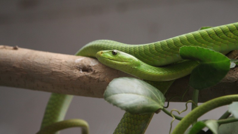 Green mamba, snake, leaves, New Orlean, LA, USA, zoo, travel, tourism, tree (horizontal)
