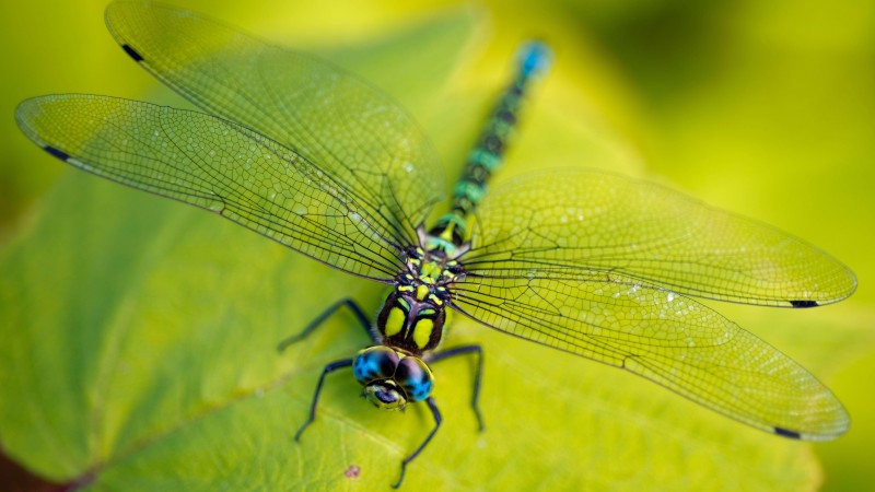 Dragonfly, leaves, wings, green, insect, macro, nature (horizontal)