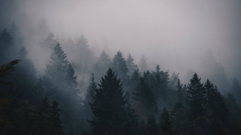 fog, 5k, 4k wallpaper, trees, forest (horizontal)