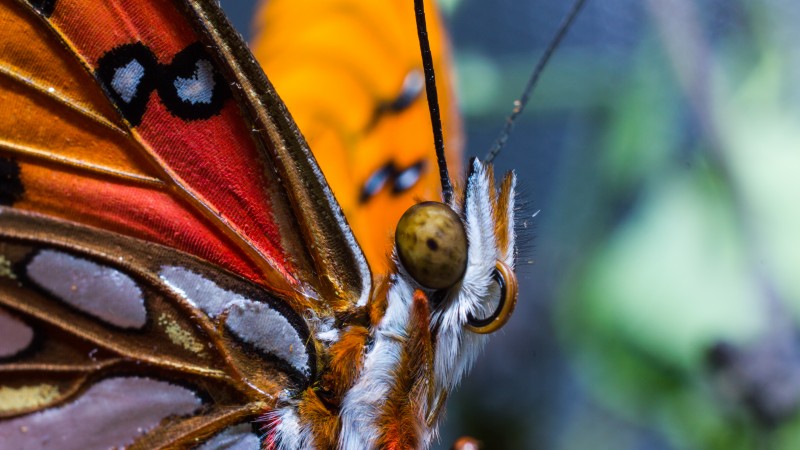 Butterfly, colorful, macro, insects, red, wings, eyes (horizontal)