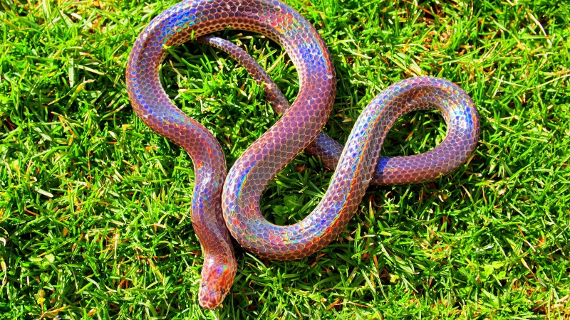 Sunbeam snake, Myanmar, southern China, Philippines, green grass, holographic, amazing, skin, tourism (horizontal)