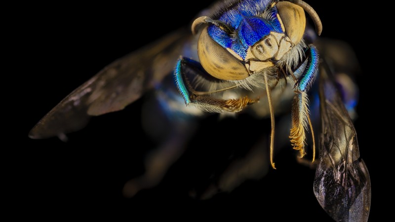 Euglossa Orchid Bee, Mexico, Argentina, macro, blue, green, insects, black background (horizontal)