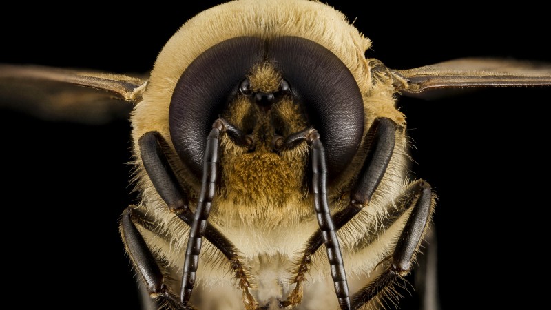 Bee, wasps, bumblebee, macro, insect, eyes, wings, black background (horizontal)