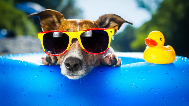 Dog, puppy, duck, glasses, drops, summer, resort, funny, beach, blue (horizontal)