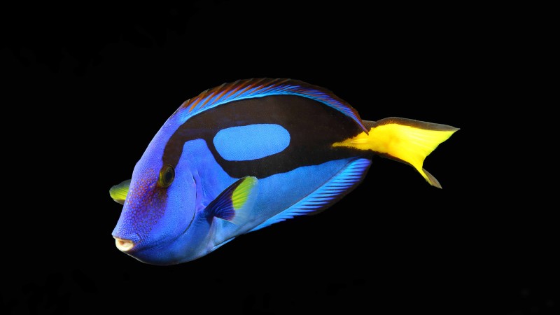 Surgeonfish, water, aquarium, reef animals, blue, yellow, fish, black background (horizontal)