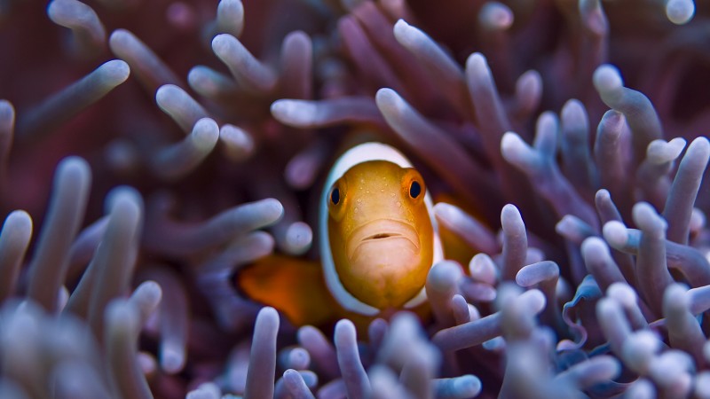 Clownfish, 5k, 4k wallpaper, Gili, Island, Bali, indian, pacific, underwater, diving, tourism, orange, sealife, sea, ocean, World's best diving sites (horizontal)
