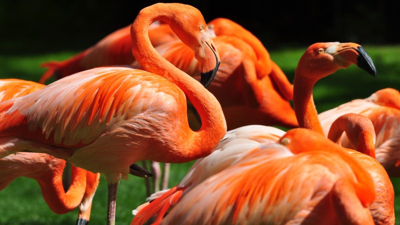 Flamingo, Sun Diego, zoo, bird, red, plumage, tourism, green grass, tourism (horizontal)