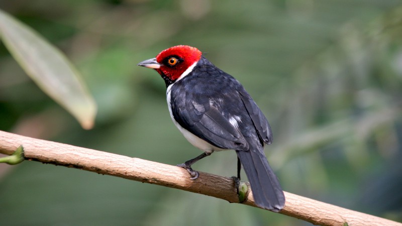 Paroaria gularis, South America, Red capped Cardinal, bird, eyes, nature, green, tourism (horizontal)