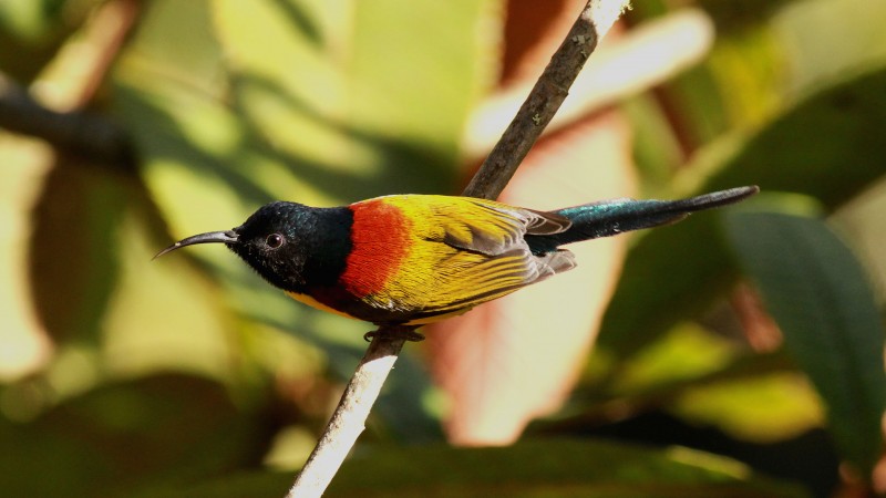 Aethopyga nipalensis, Green tailed Sunbird, Eaglenest, Lama сamp Arunachal, Pradesh, India, nature, gree, yellow, bird, tourism (horizontal)