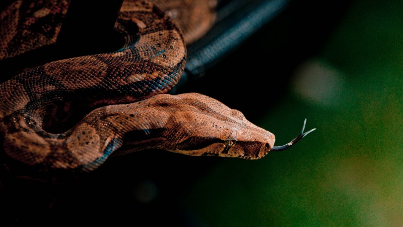 Snake, close-up, grey, brown, skin, animal, reptiles, green, nature (horizontal)