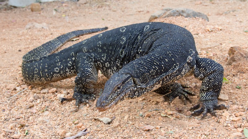 Comodo Dragon, Varanus salvator, South Asia, lizard, nature, animal, tourism, black (horizontal)