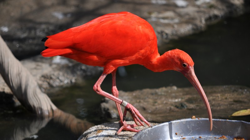 Weird Red Bird, nature, bird, animal, zoo, tourism, pond (horizontal)