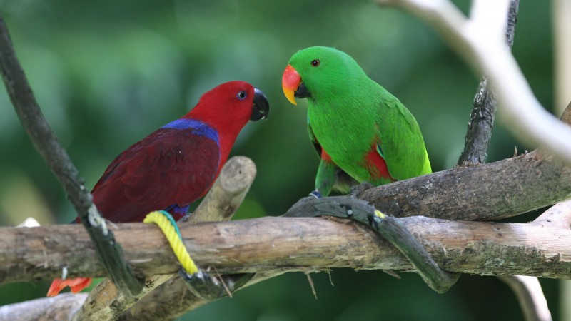 Amazon parrot, Antilles island, bird, green, red, nature, tourism, branch, animal (horizontal)