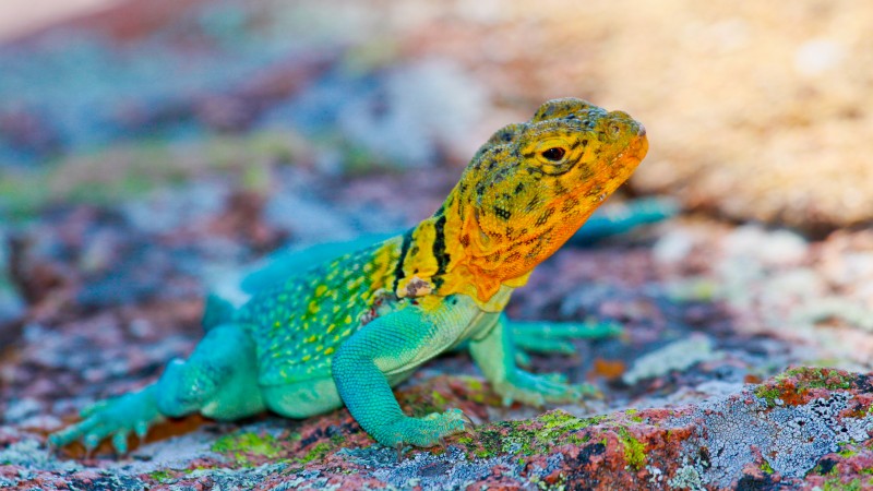 Crotaphytus collaris, Mexico, Lizard, colorful, stone, nature, tourism (horizontal)