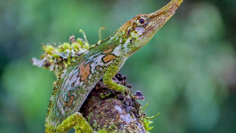 Pinocchio lizard, Ecuador, green, nature, animal, reptiles, tourism (horizontal)
