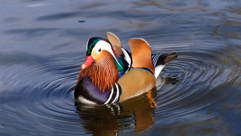 mandarin duck, china, water, lake, tourism, animal, bird (horizontal)