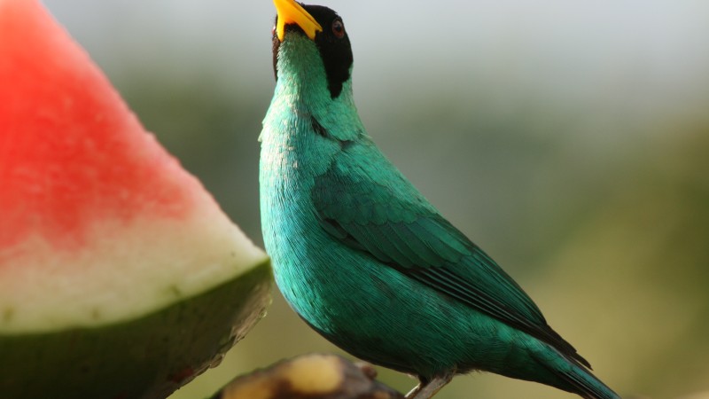 Green Honeycreeper, bird, emerald, watermelon, blur, nature, animal (horizontal)