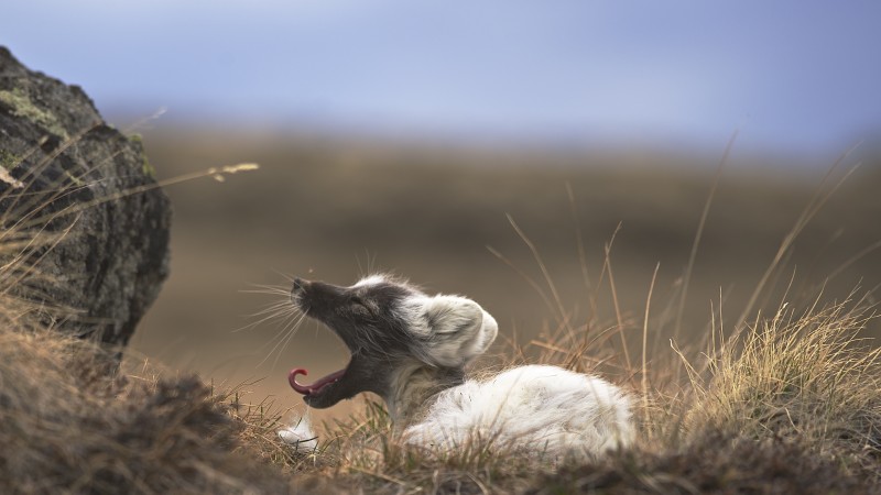 Arctic fox, West Greenland, animal, nature, grey, brown, white, rest, tourism (horizontal)