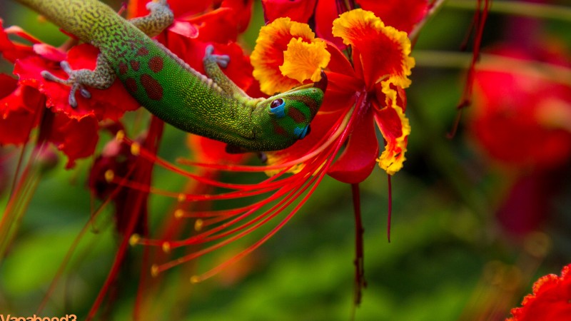 Lizard Hilo, Hawaii, lizard, green, flowers, red, nature, animal, reptiles (horizontal)