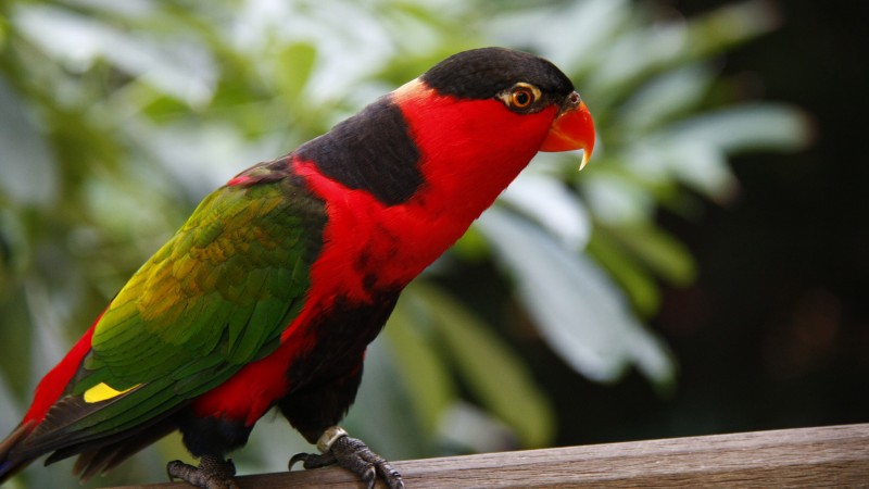 Parrot, Jurong Bird Park, tourism, bird, animal, nature, red, green (horizontal)