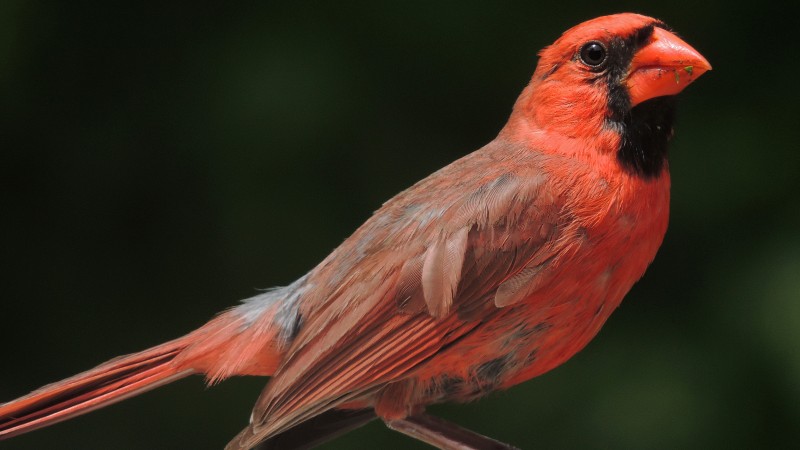 Northern Cardinal, Columbia, red, bird, animal, tourism, black background, nature (horizontal)