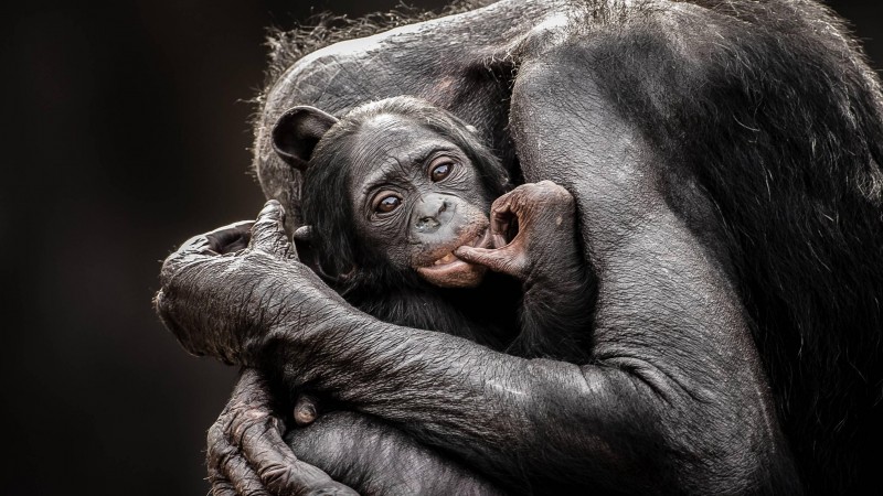 National Geographics, Monkey, Baby, Hugs (horizontal)