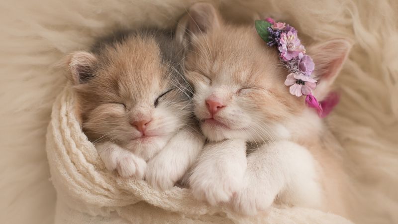 kittens, cats, cute (horizontal)