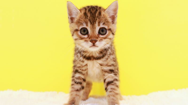 kitten, cat, cute, 5k (horizontal)
