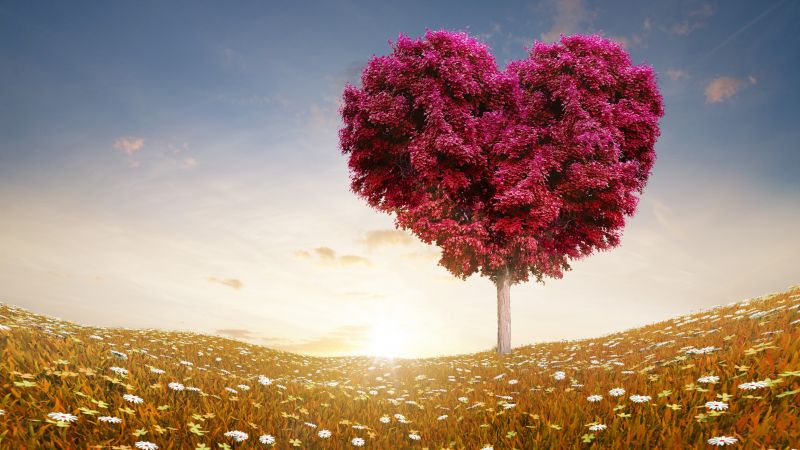 love image, heart, 4k, tree (horizontal)