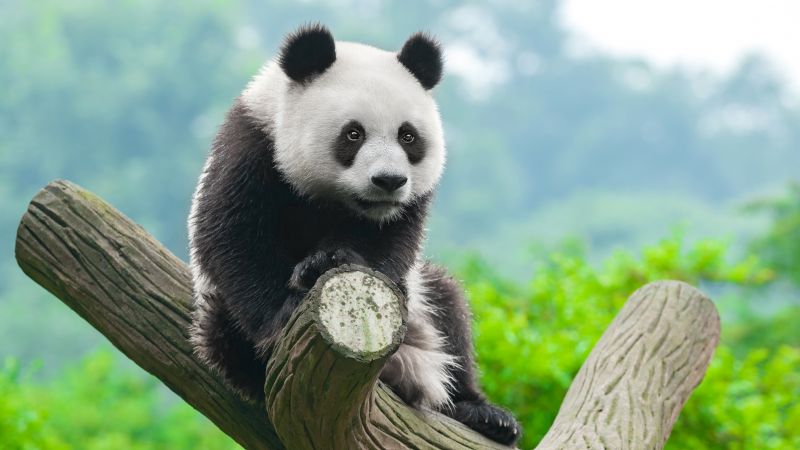 panda, cute animals, 4k (horizontal)