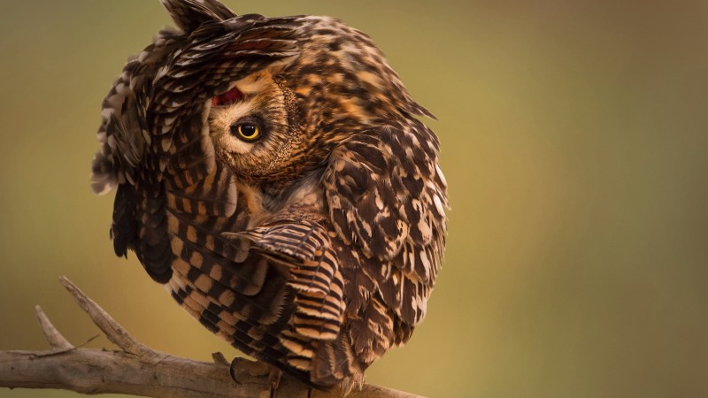 National Geographic, 4k, HD wallpaper, Owl, Funny (horizontal)