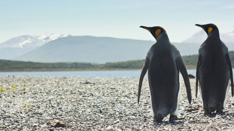 penguins, 4k (horizontal)