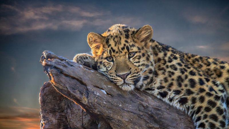 Leopard, 4k (horizontal)