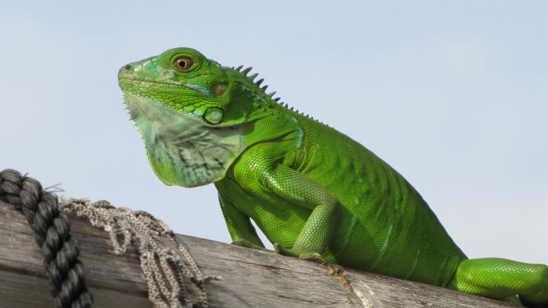 iguana, green, 4k (horizontal)