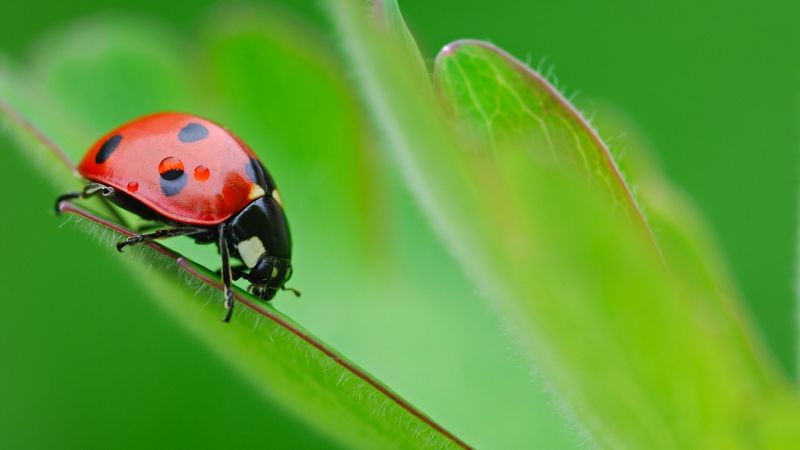 ladybug, 4k (horizontal)