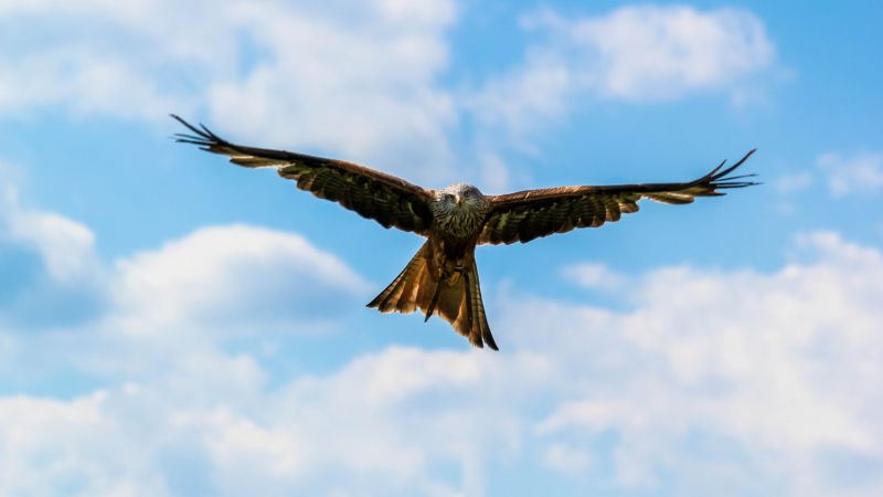 peregrine falcon, bird, sky, 4k (horizontal)