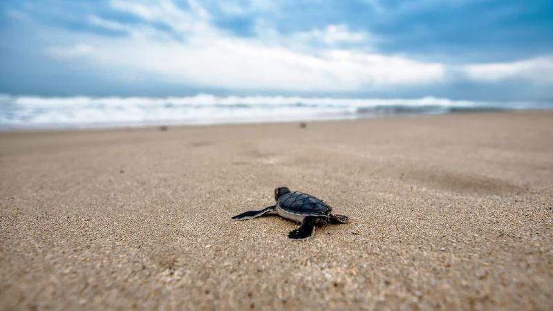 turtle, beach, 4k (horizontal)