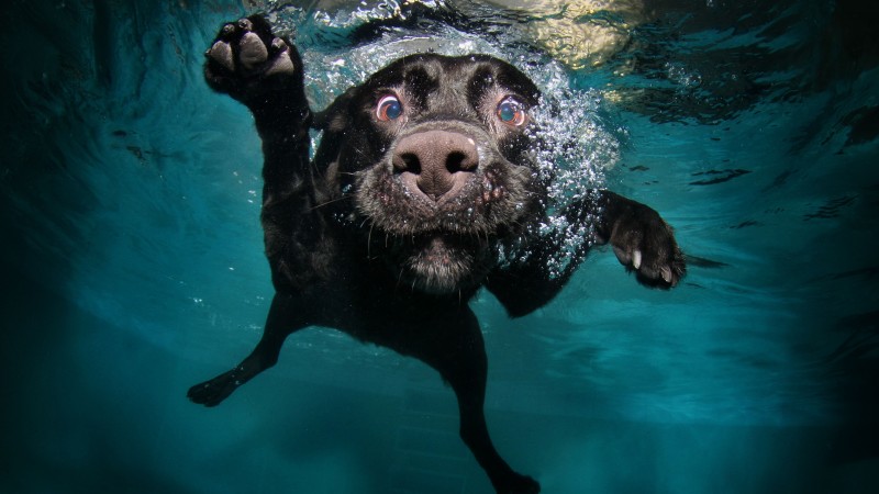 Dog, 5k, 4k wallpaper, puppy, black, underwater, funny, animal, pet, water bubbles (horizontal)