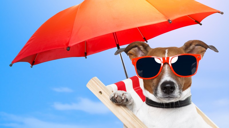 Dog, 5k, 4k wallpaper, 8k, puppy, sun, summer, beach, sunglasses, umbrella, vacation, animal, pet, sky (horizontal)