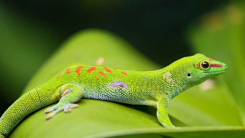Gecko, reptile, green, 4k (horizontal)