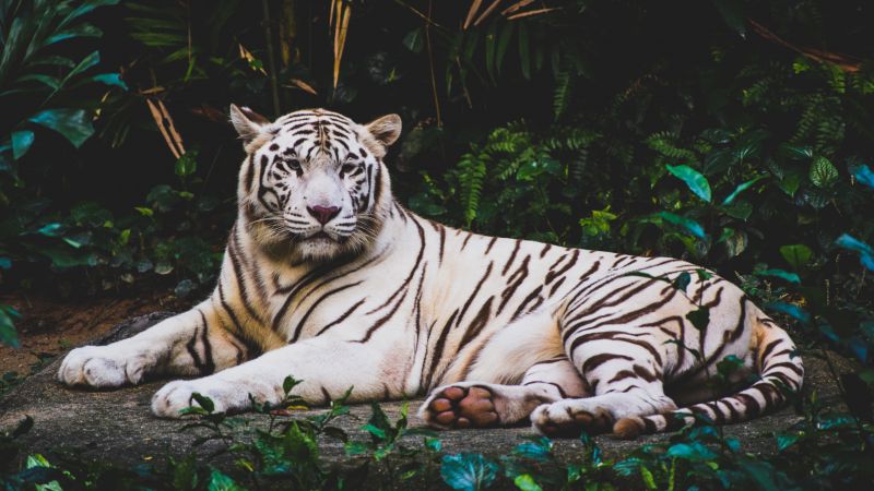white tiger, 4k (horizontal)